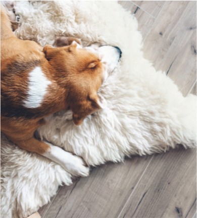 Dog on Rug | Bryson Carpets